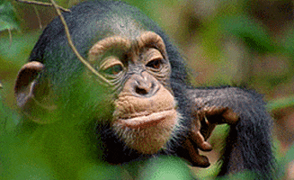 Monkey GIF - Find & Share on GIPHY