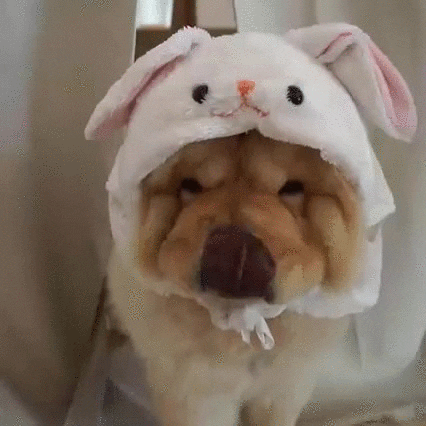Bunny Easter GIF - Find & Share on GIPHY