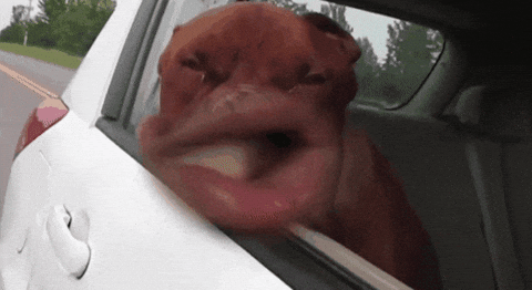 Funny Dogs GIFs - 112 Animated GIF Pics