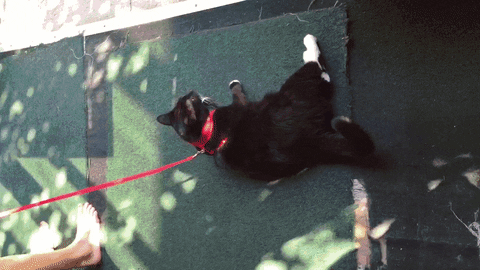 Cat Leash GIF