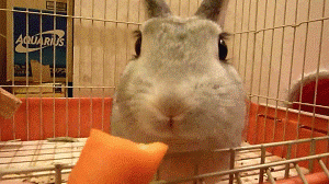 Image result for rabbit eating carrot gif