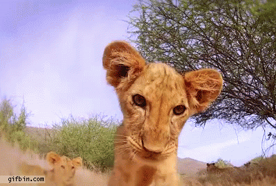 Camera Lion GIF - Find & Share on GIPHY
