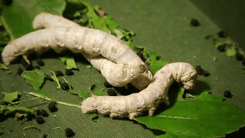 Graphene-fed Silkworms Produce Silk That Conduct Electricity