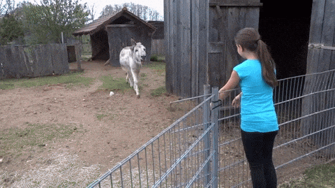 https://media.giphy.com/media/Sizttji50SZGM/giphy.gif