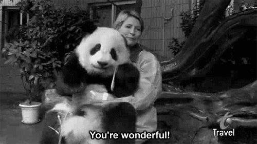 Panda Bear Love Gif Find Share On Giphy