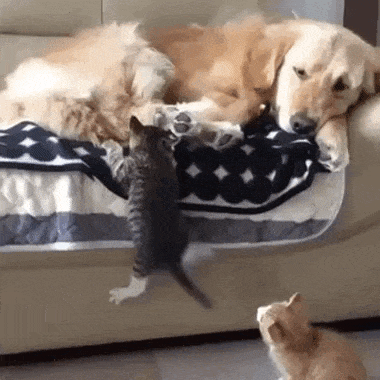 Kitten Climbs on the Couch to Cuddle with Golden Retriever Doggo Cute