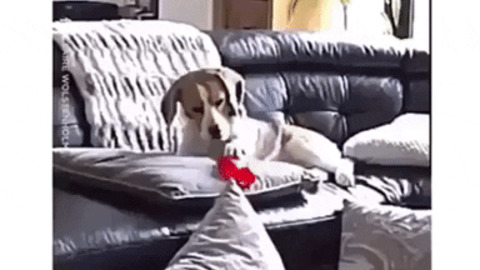 Most dramatic dog ever gif