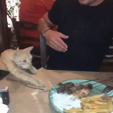 Hungry doggos in dog gifs