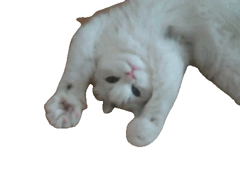 Featured image of post Cat Meme Gif Transparent