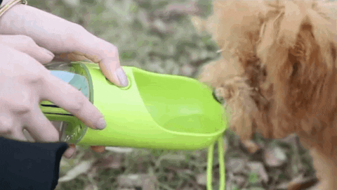 Portable Dog Water Bottle | Family Pooch