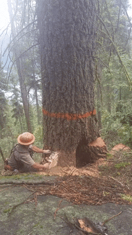 Logger in action in wow gifs
