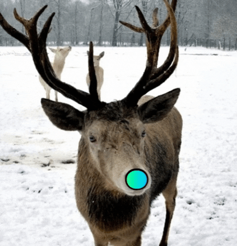 Animated GIF - Find & Share on GIPHY