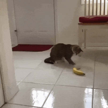 How to Cook Bananas in Different Ways | Cat is Curious with Banana on the Floor