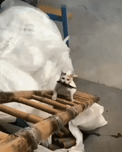 Here is your snack in cat gifs