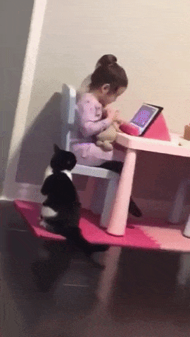 Catto and smol hooman in cat gifs