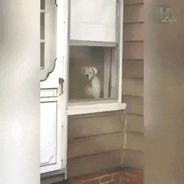 Best guard dog ever in dog gifs