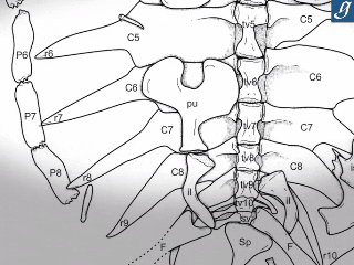 ¡Este fósil de tortuga marina tiene 80 millones de años de antigüedad! El video es exactamente lo que esperabas
