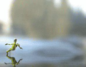 giphy-downsized.gif