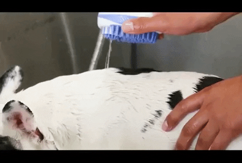 Best Dog Cat Pet Bath Shampoo Dispenser Grooming Shower Brush Shedding ?  Pal With Paws