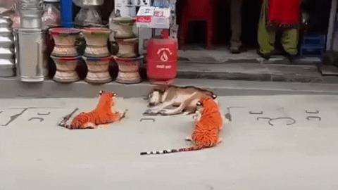 Two tiger and one dog
