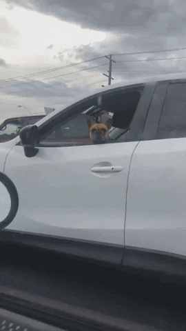Close Up of  Doggo Smiling Inside a Car Wholesome Cute Aww