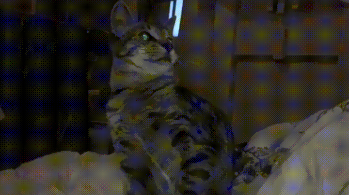 Peasants Quest GIFs - Find & Share on GIPHY