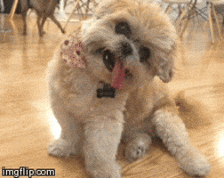 Dog Waving GIFs - Find & Share on GIPHY