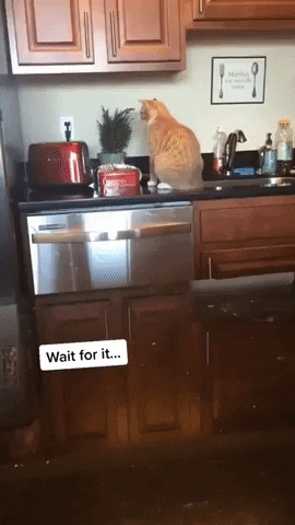 Cats are crazy in cat gifs