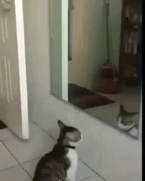The boxing match i am interested in in cat gifs