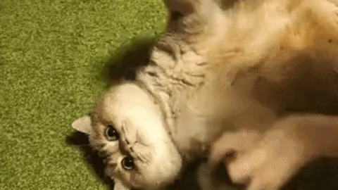 Kitty's Reaction best Gif