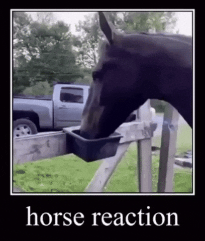 Horse Reaction