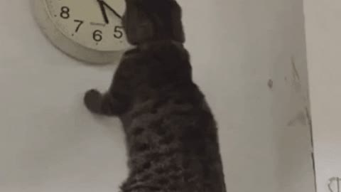 Catto playing with time