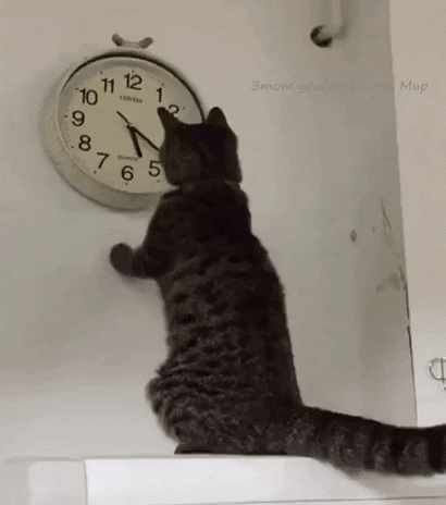 Catto playing with time in cat gifs
