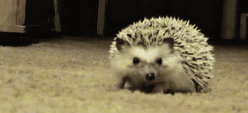 Αποτέλεσμα εικόνας για hedgehog animated gif