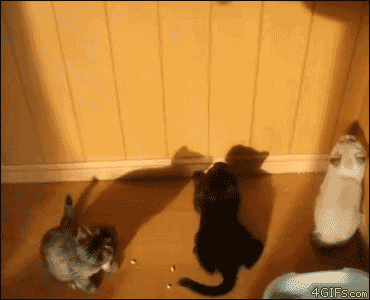 cats aww funny cats funny gifs cat gifs