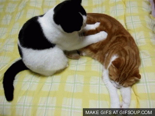 giphy.gif