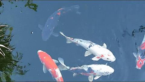 Fish Koi GIF - Find & Share on GIPHY