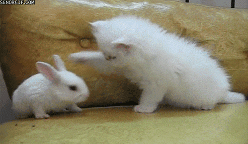 Bunny GIF - Find & Share on GIPHY