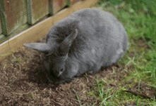 bunny rabbit bunnies rabbits bunny rabbit GIF