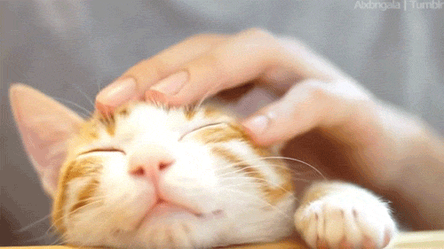 Soft Cat GIF - Find & Share on GIPHY