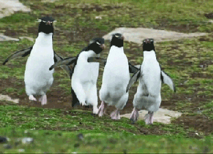 penguins hopping