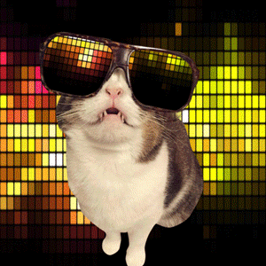 Dancing cat with rad glasses