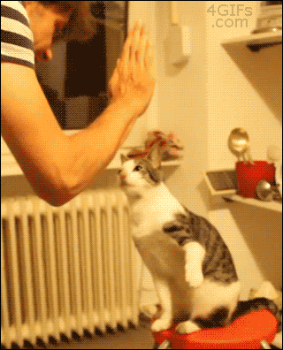 High five in cat gifs