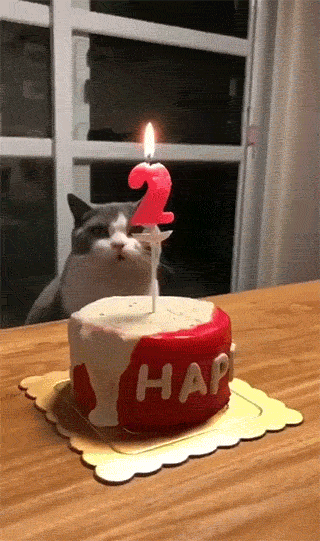 Kitty blowing out birthday candle with its paw