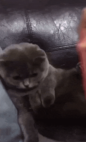 Cat stopped working in cat gifs
