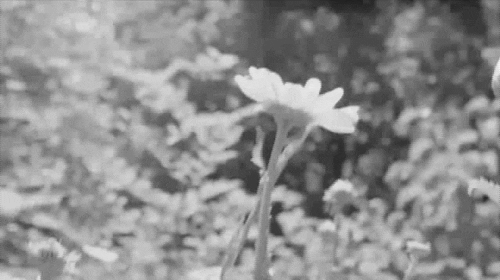 ผลการค้นหารูปภาพสำหรับ white flower gif