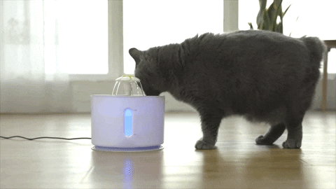 CatSafe™ Cat Water Fountain – Sweetino