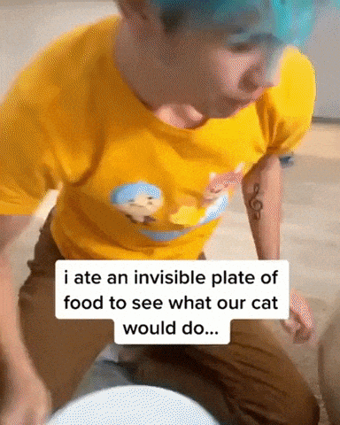Cat be like where is food in cat gifs