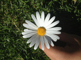 Daisy GIF - Find & Share on GIPHY