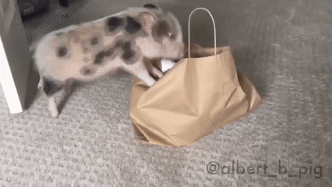 Piggy invites himself into cat's bag (xpost /r/piggifs)
